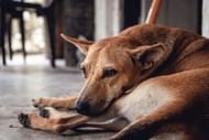 These ticks can also infect dogs and cats (Image via Unsplash/Daniele Franchi)